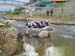14 Raft